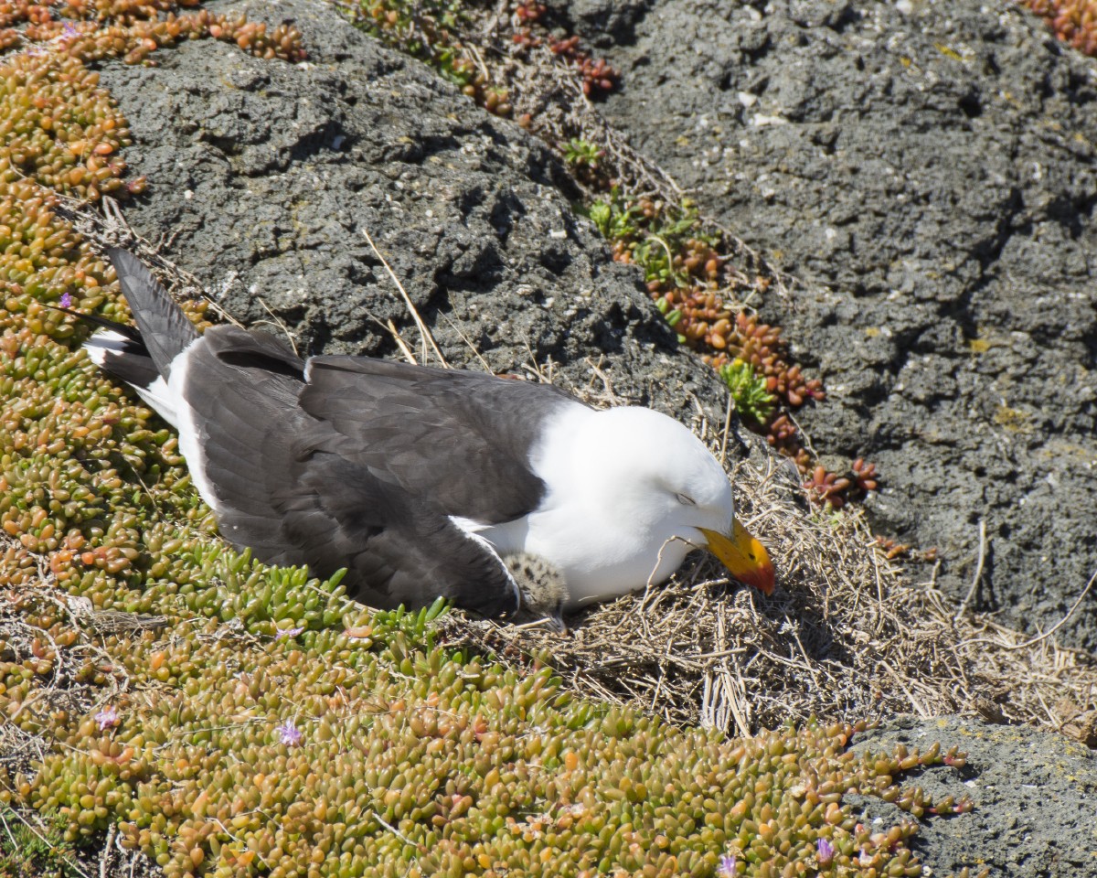 Мартин товстодзьобий - ML646286719
