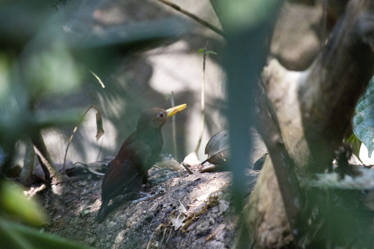 Древняк малий - ML646286720