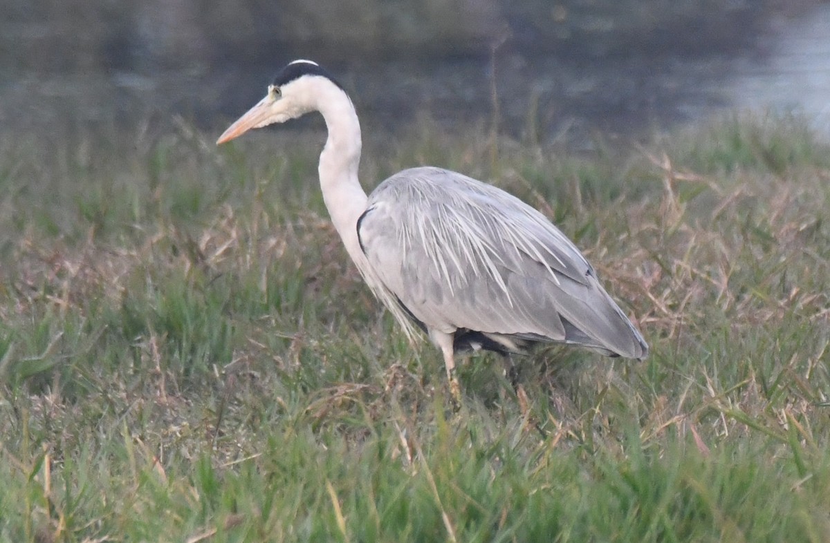 Чапля сіра - ML646286721