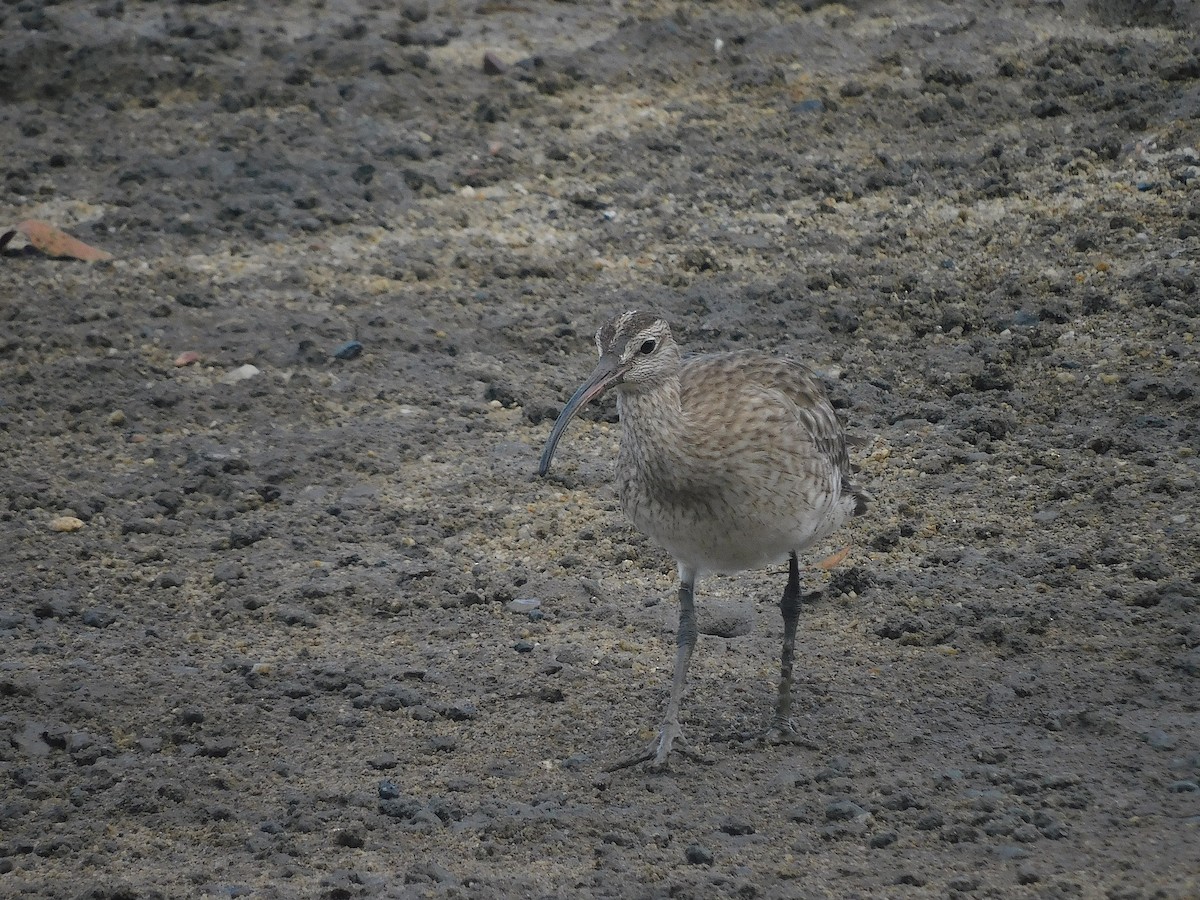Кульон середній - ML646286722