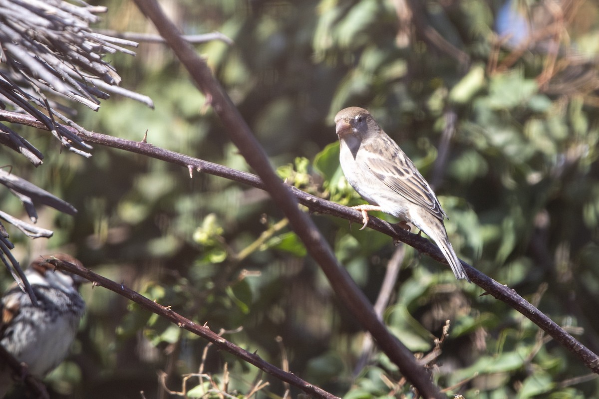 Горобець чорногрудий - ML646286723