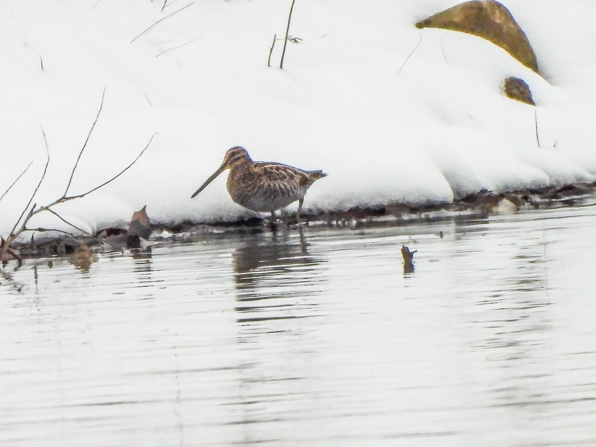 Баранець американський - ML646286724