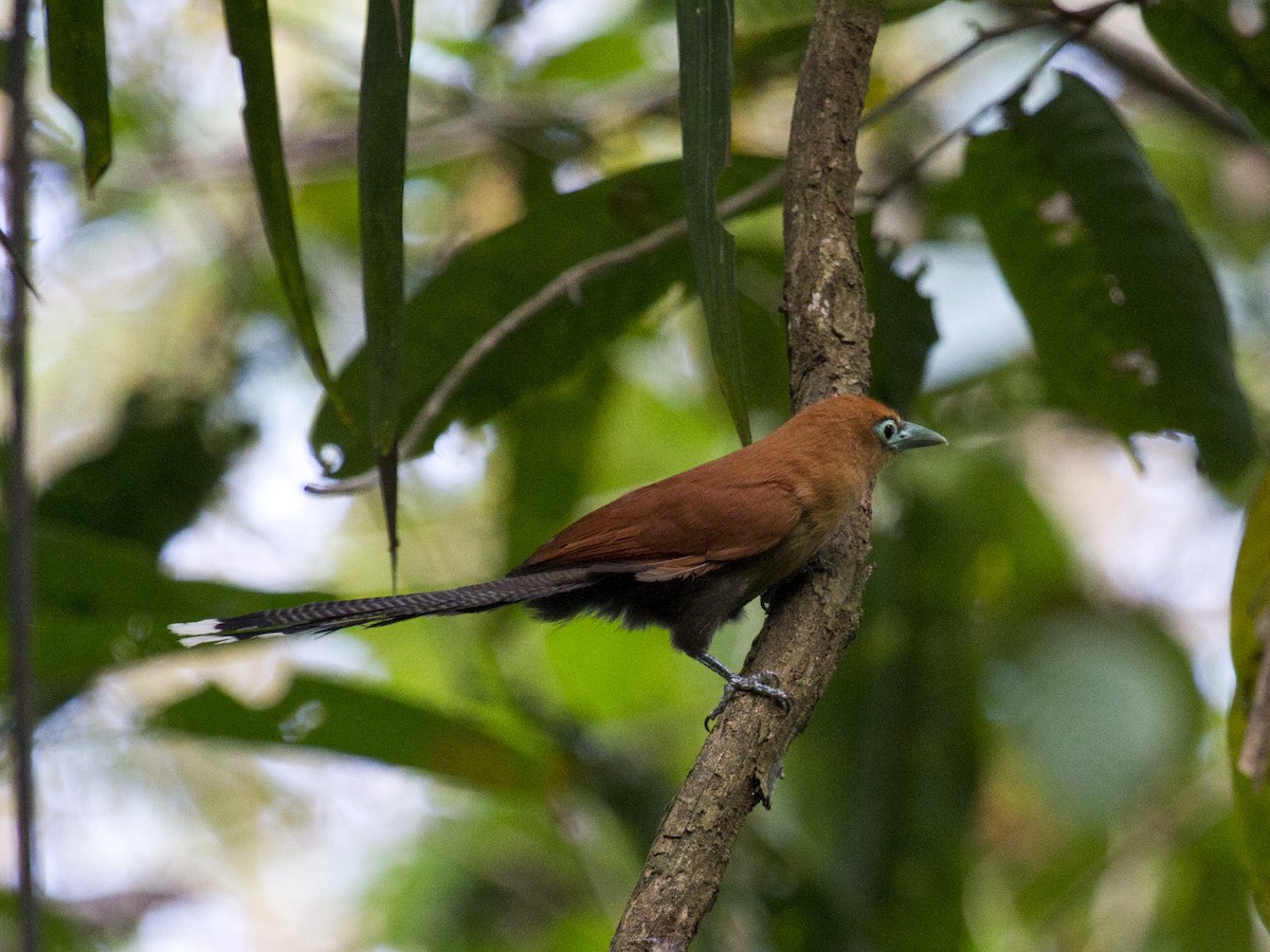 Малкога малазійська - ML646286725