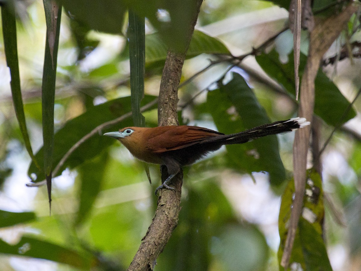 Малкога малазійська - ML646286726