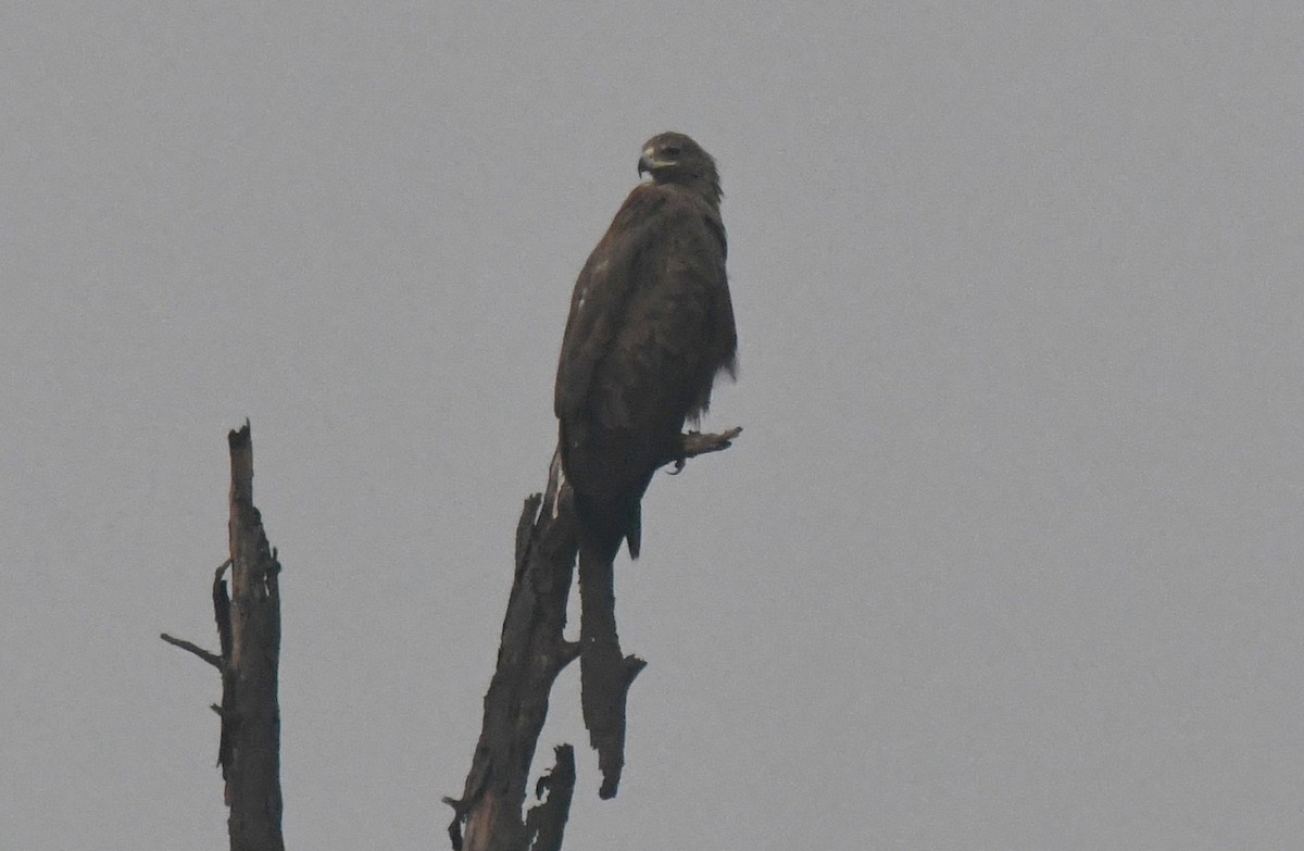 Підорлик індійський - ML646286727