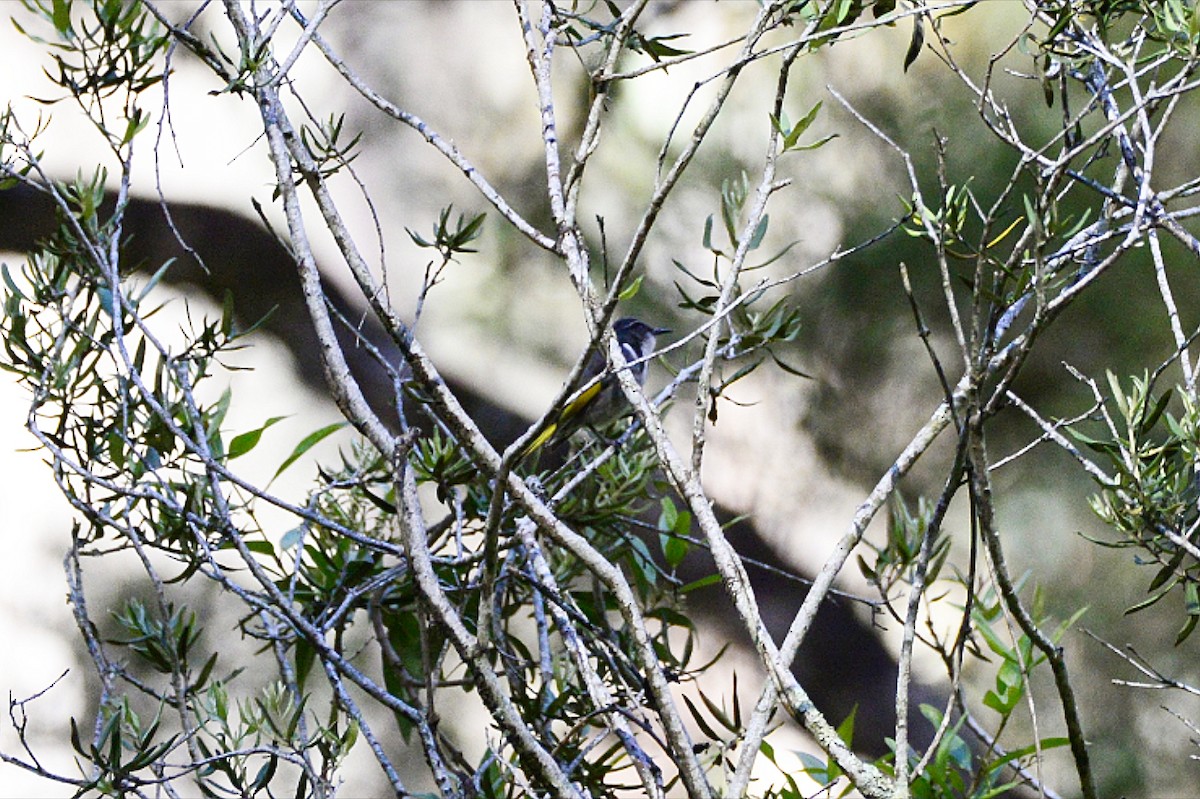 Медовка золотокрила - ML646286728