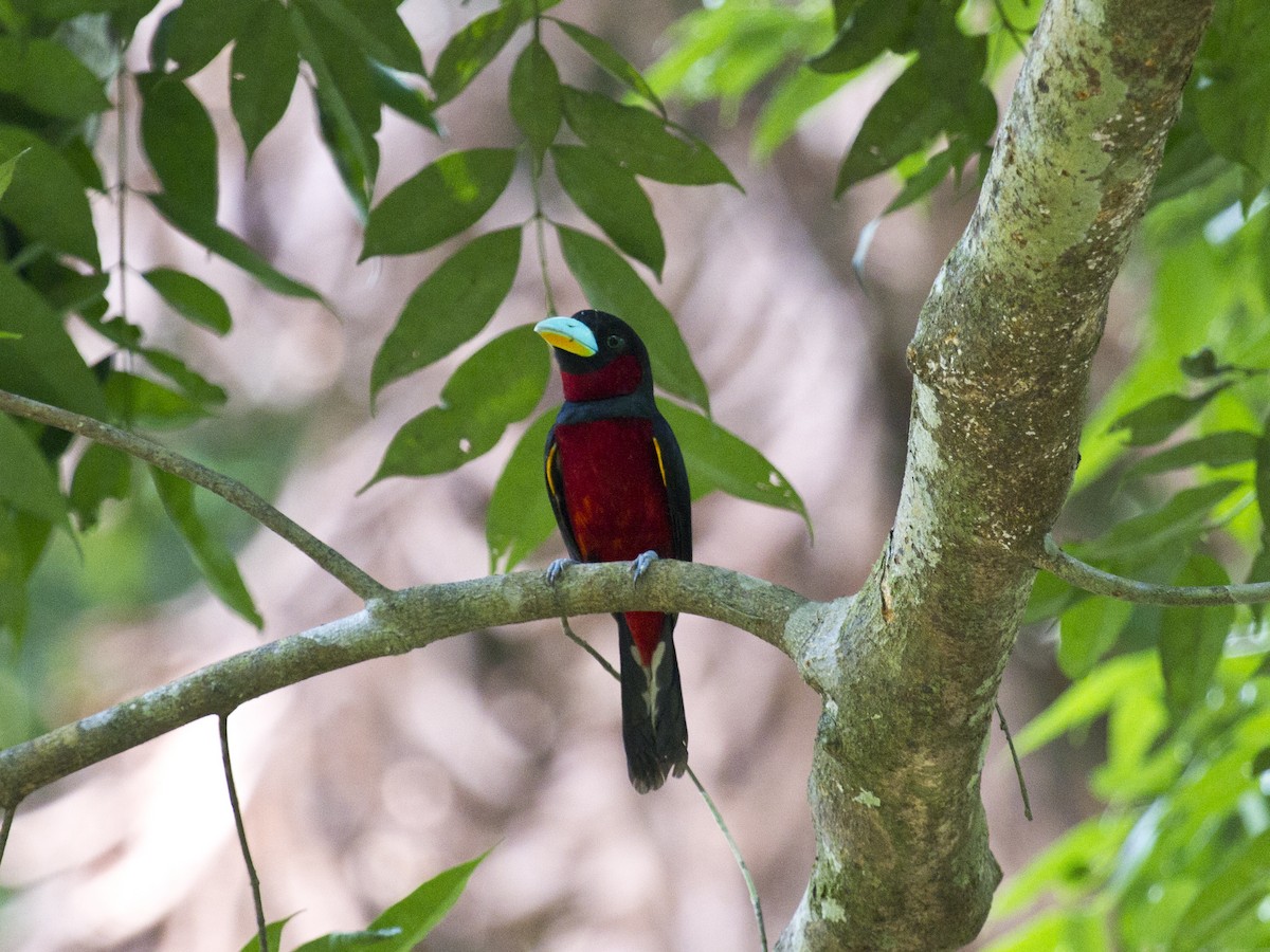 Рогодзьоб червоночеревий - ML646286729