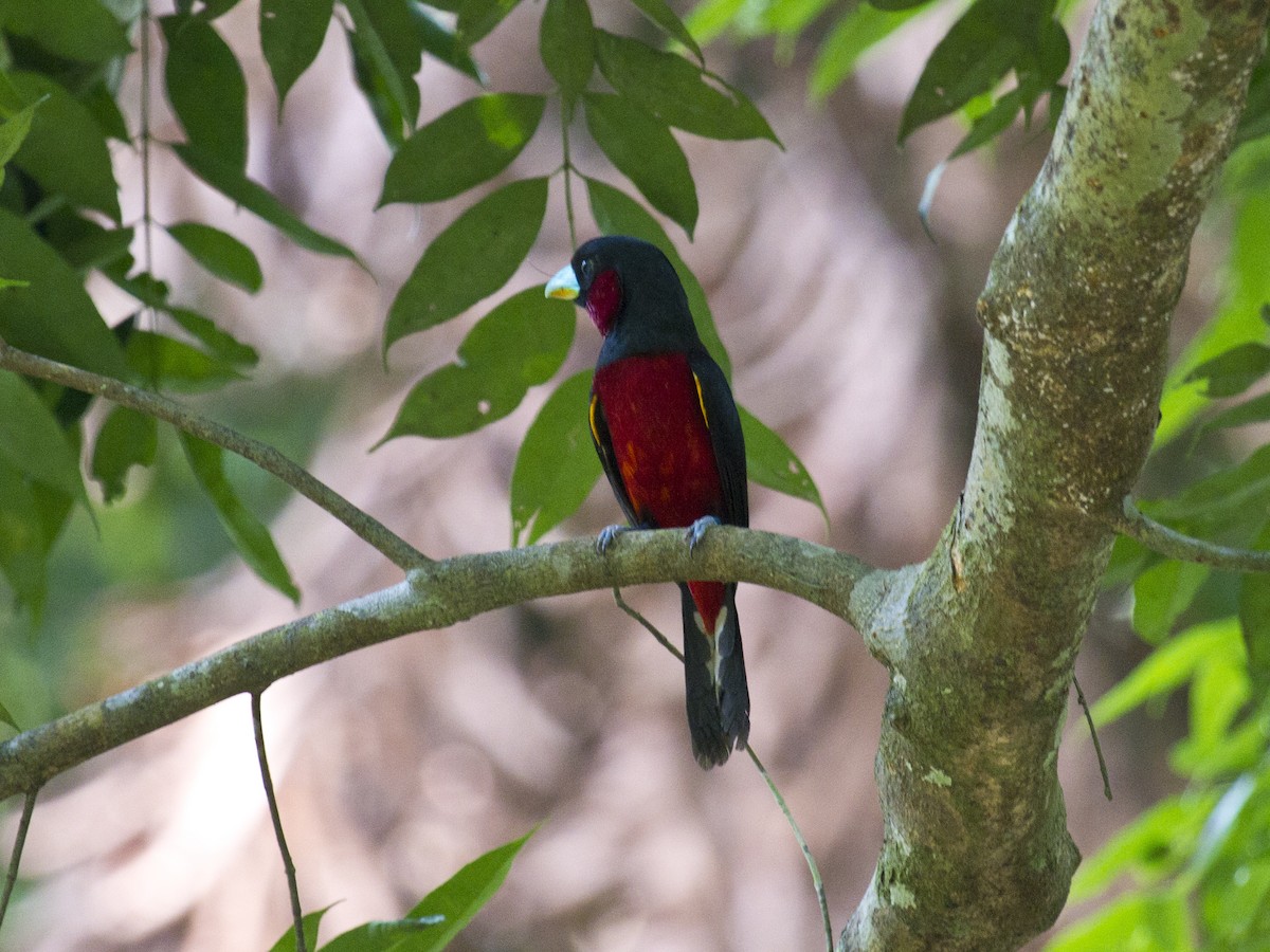 Рогодзьоб червоночеревий - ML646286730