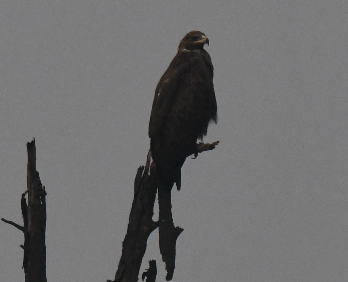 Підорлик індійський - ML646286731