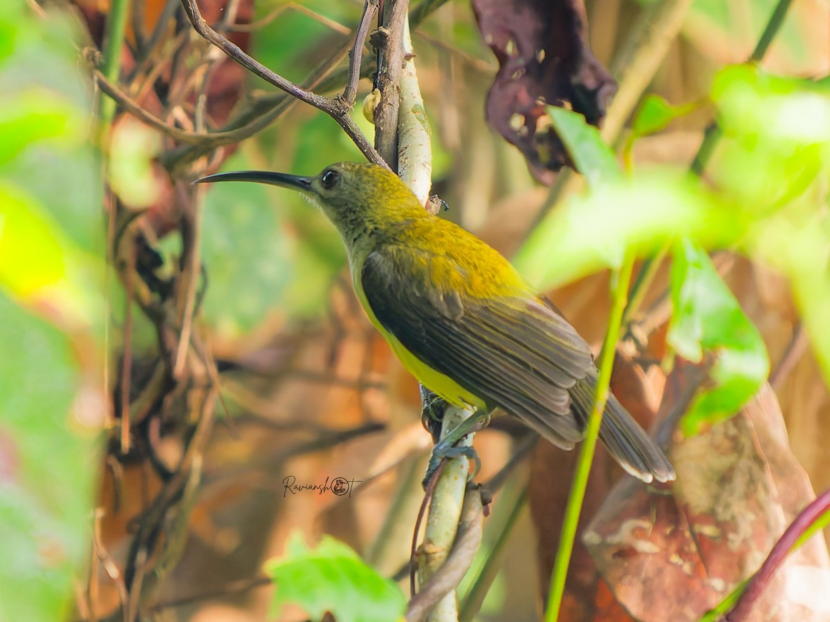 Павуколов малий - ML646286732