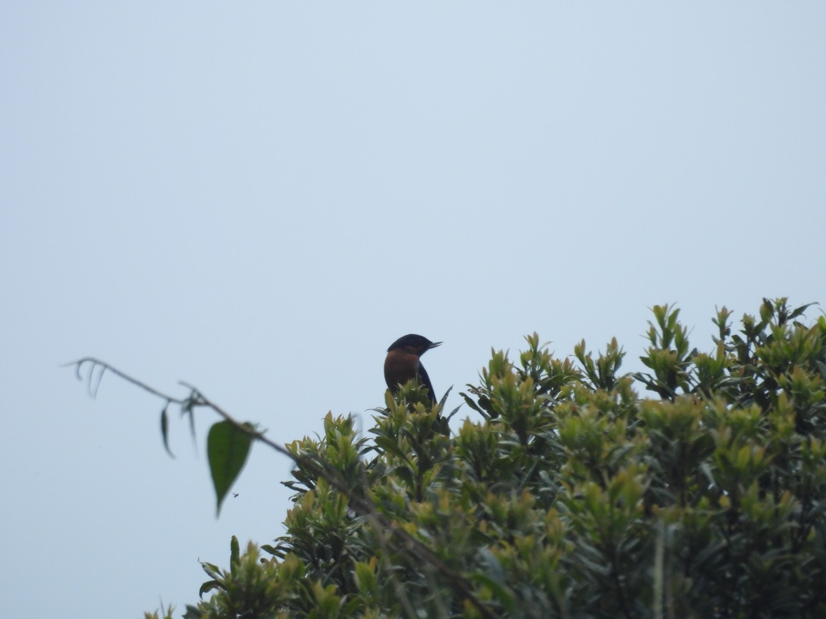 Квіткокол чорногорлий - ML646286733