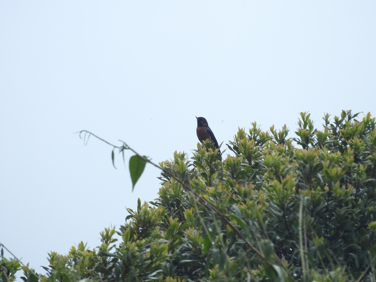 Квіткокол чорногорлий - ML646286734