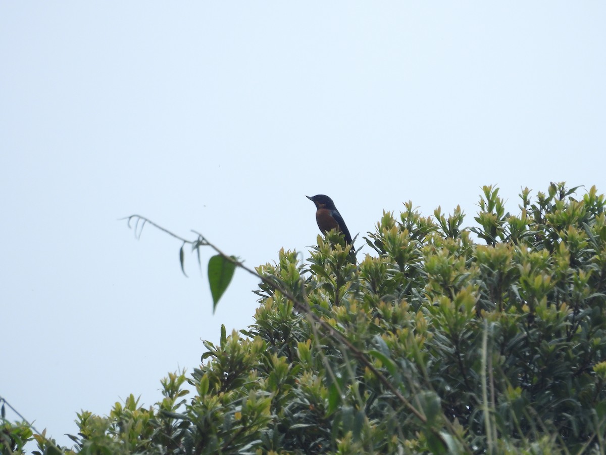 Квіткокол чорногорлий - ML646286735