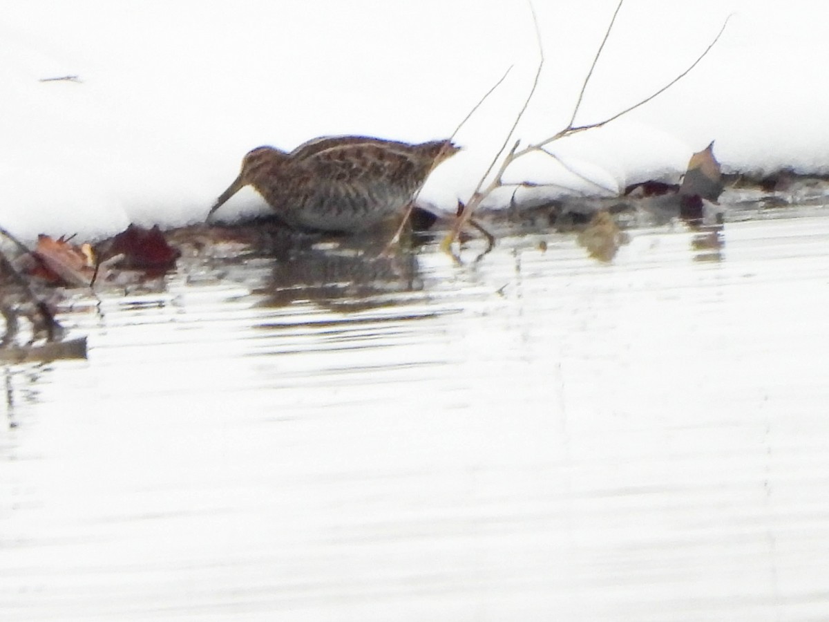 Баранець американський - ML646286737