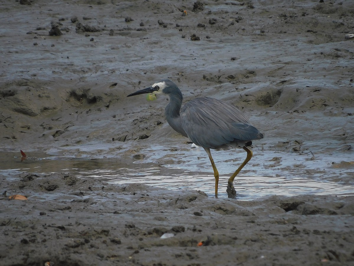 Чепура австралійська - ML646286739