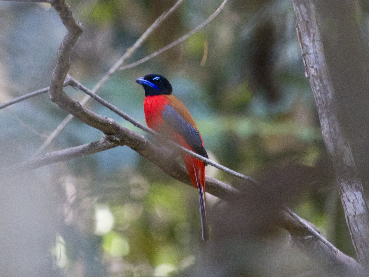 Трогон червоногузий - ML646286740