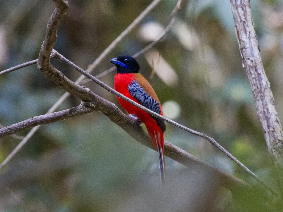 Трогон червоногузий - ML646286741