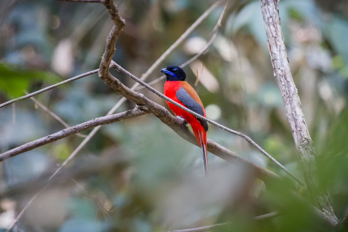 Трогон червоногузий - ML646286742