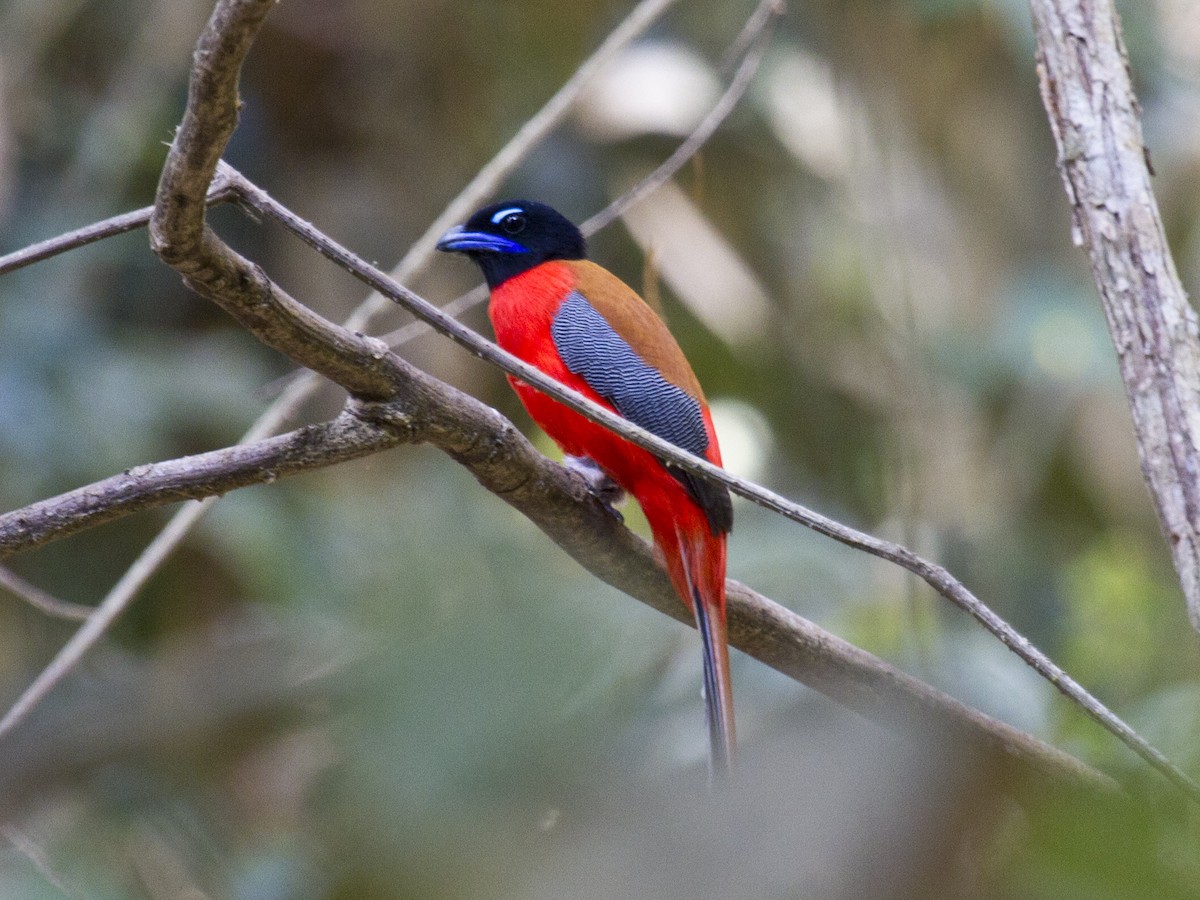 Трогон червоногузий - ML646286743