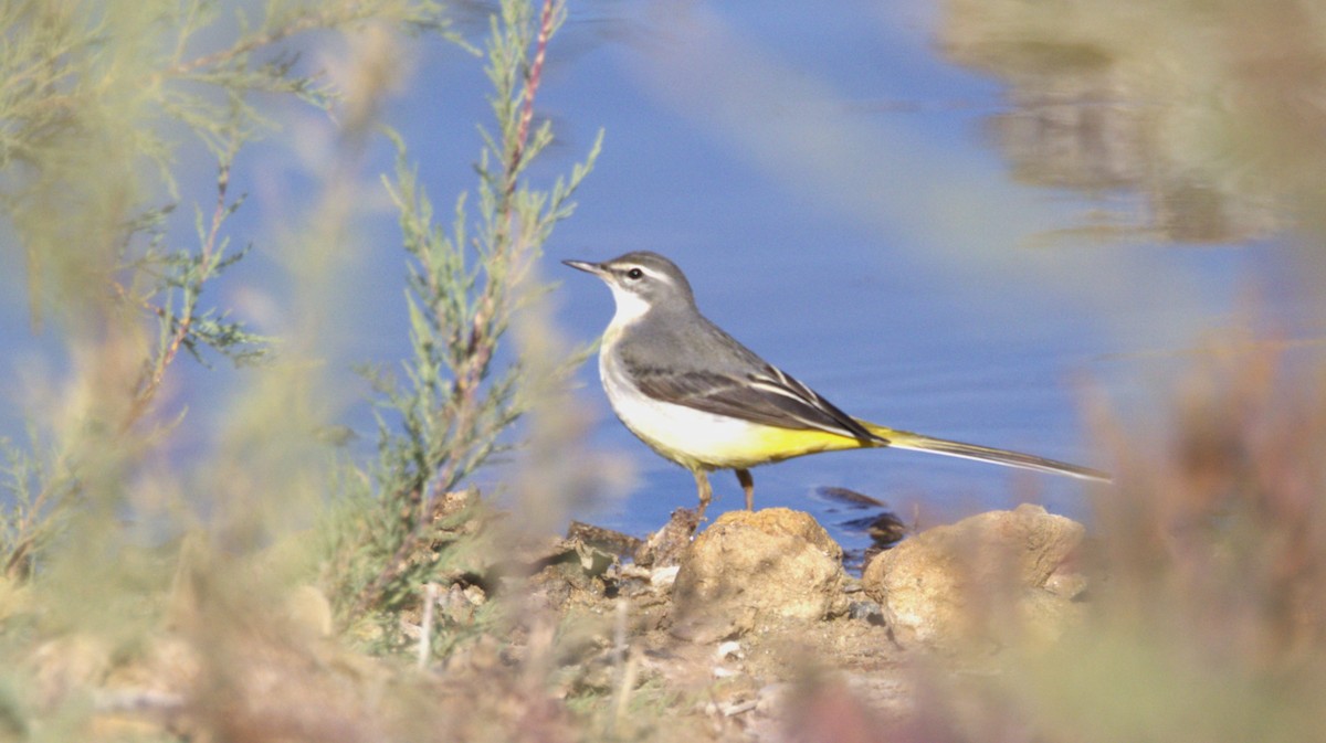 Плиска гірська - ML646286744