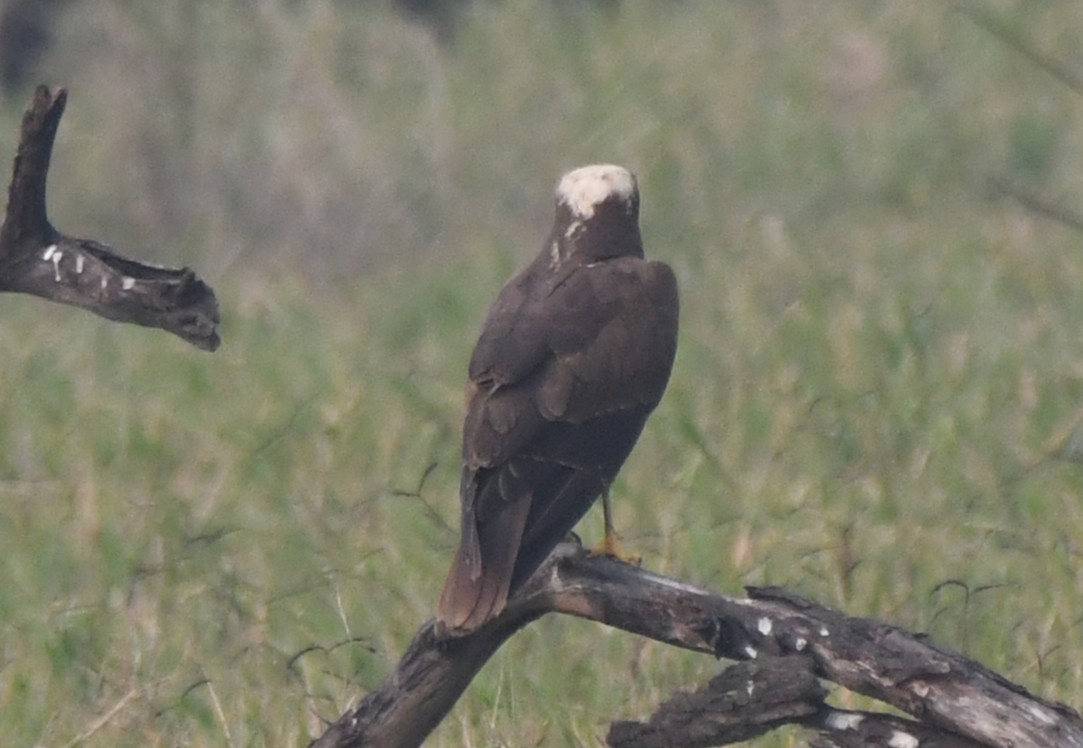 Лунь очеретяний - ML646286745