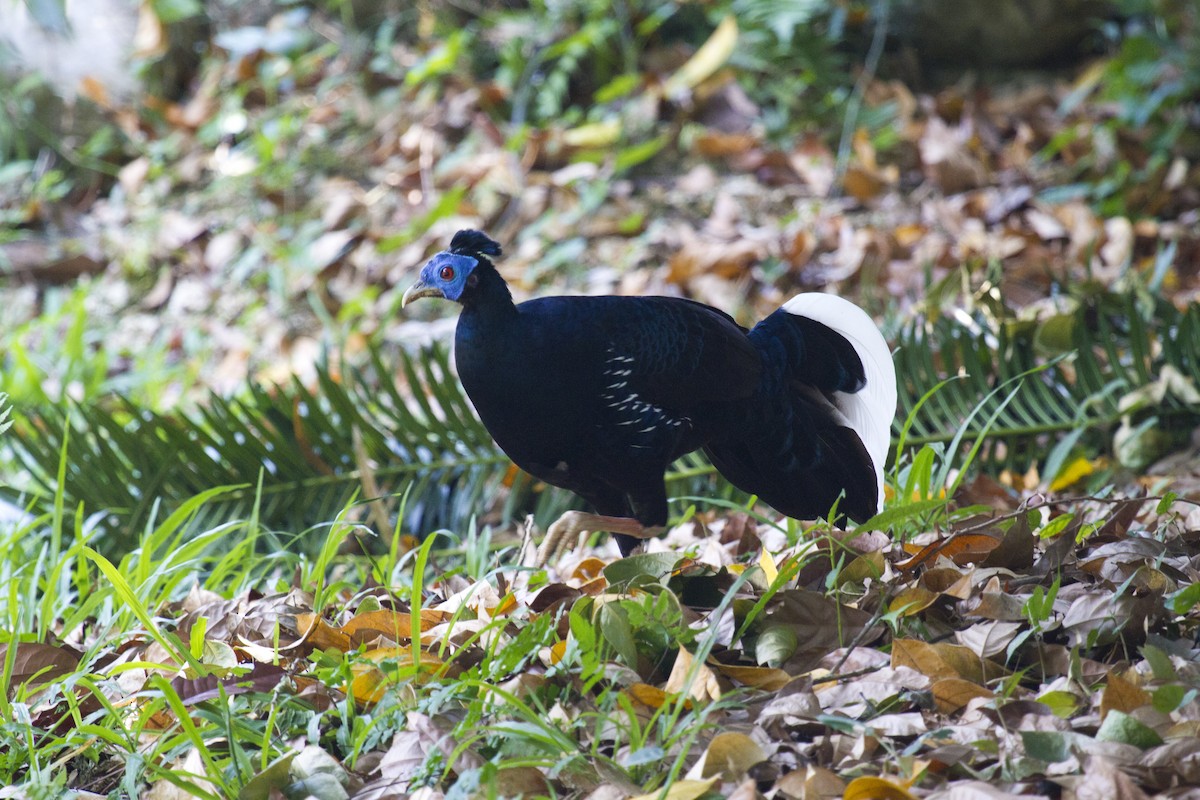 Лофур червононогий - ML646286746