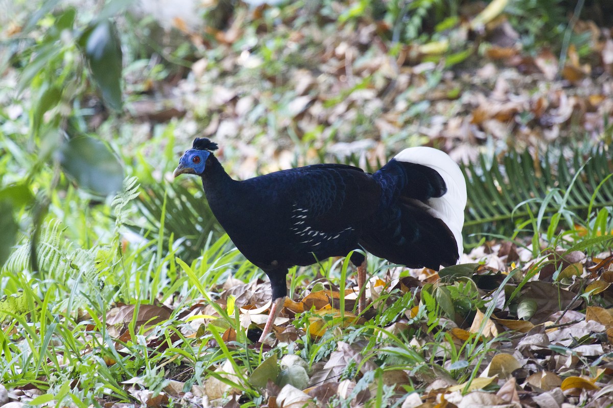 væpnerfasan - ML646286747