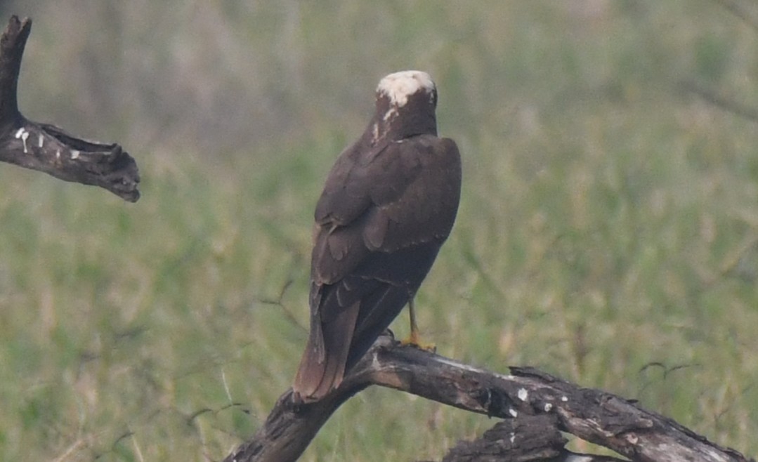 Лунь очеретяний - ML646286748