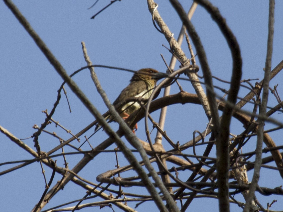 Барбу сірий - ML646286749