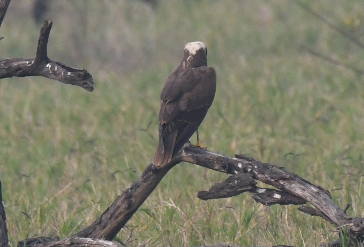 Лунь очеретяний - ML646286750