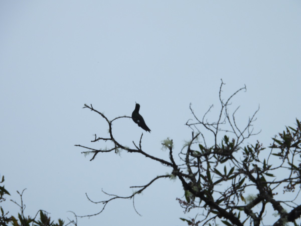 Sapphire-vented Puffleg - ML646286752