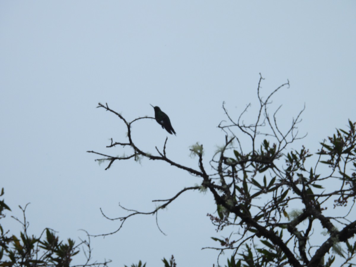Sapphire-vented Puffleg - ML646286753