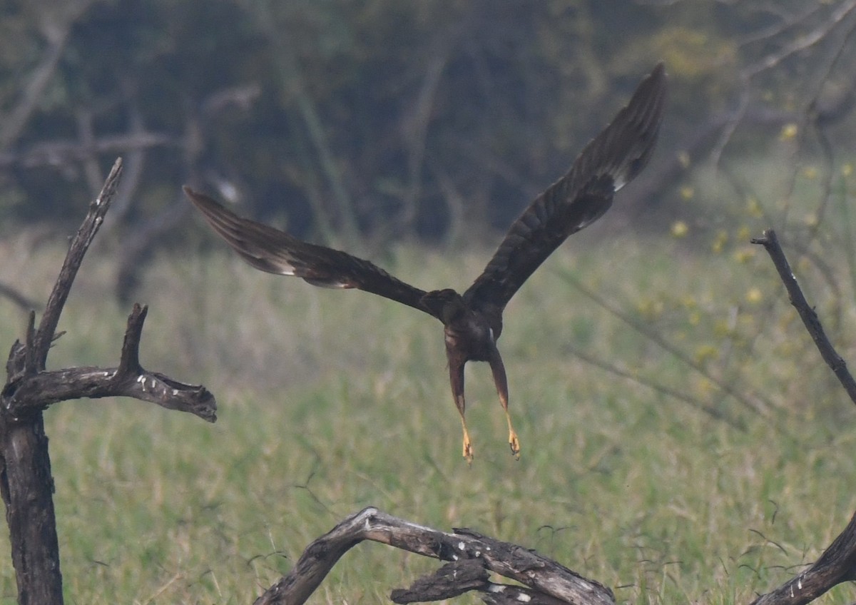 Western Marsh Harrier - ML646286754