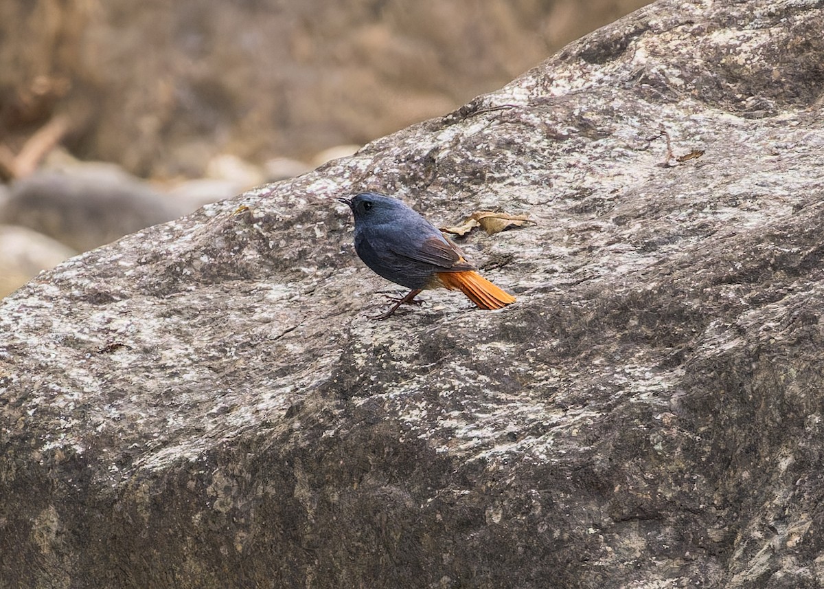Plumbeous Redstart - ML646286755