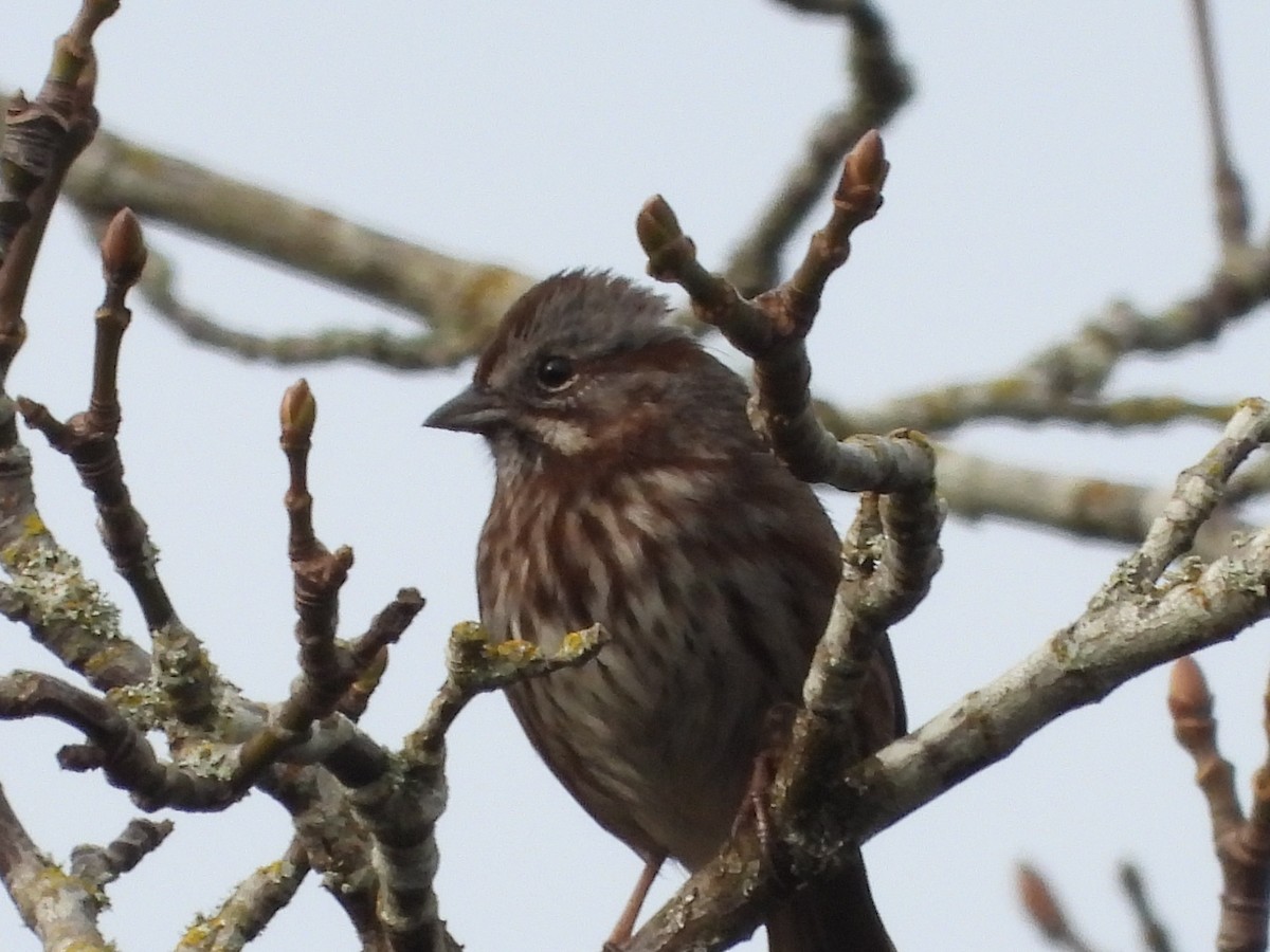 Song Sparrow - ML646286757