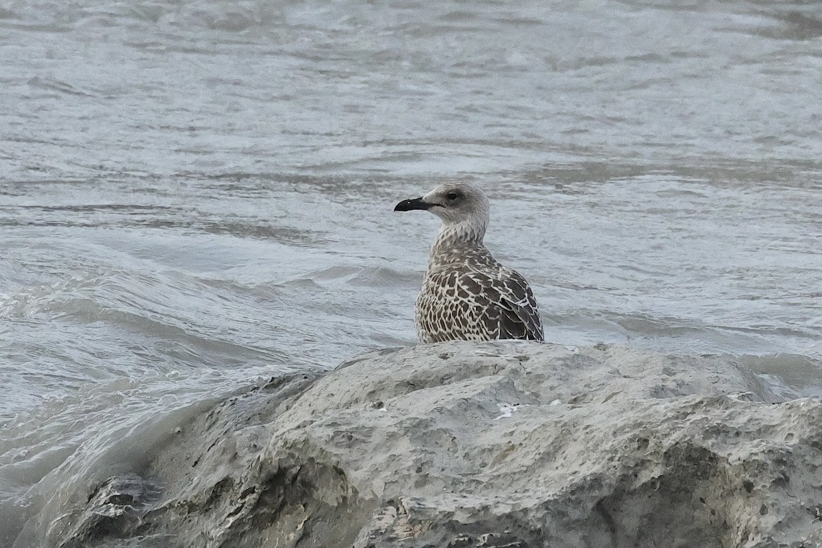 Lesser Black-backed Gull - ML646286758