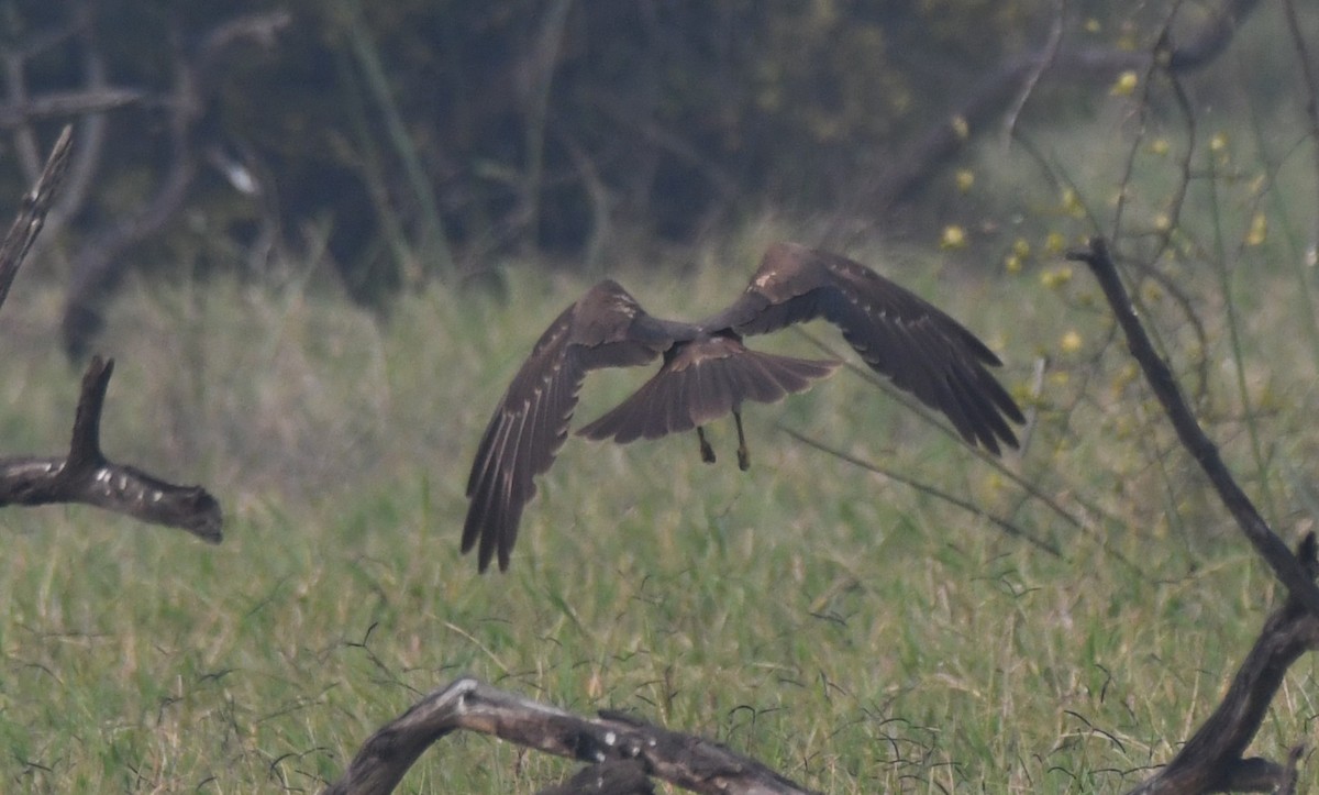 Western Marsh Harrier - ML646286759