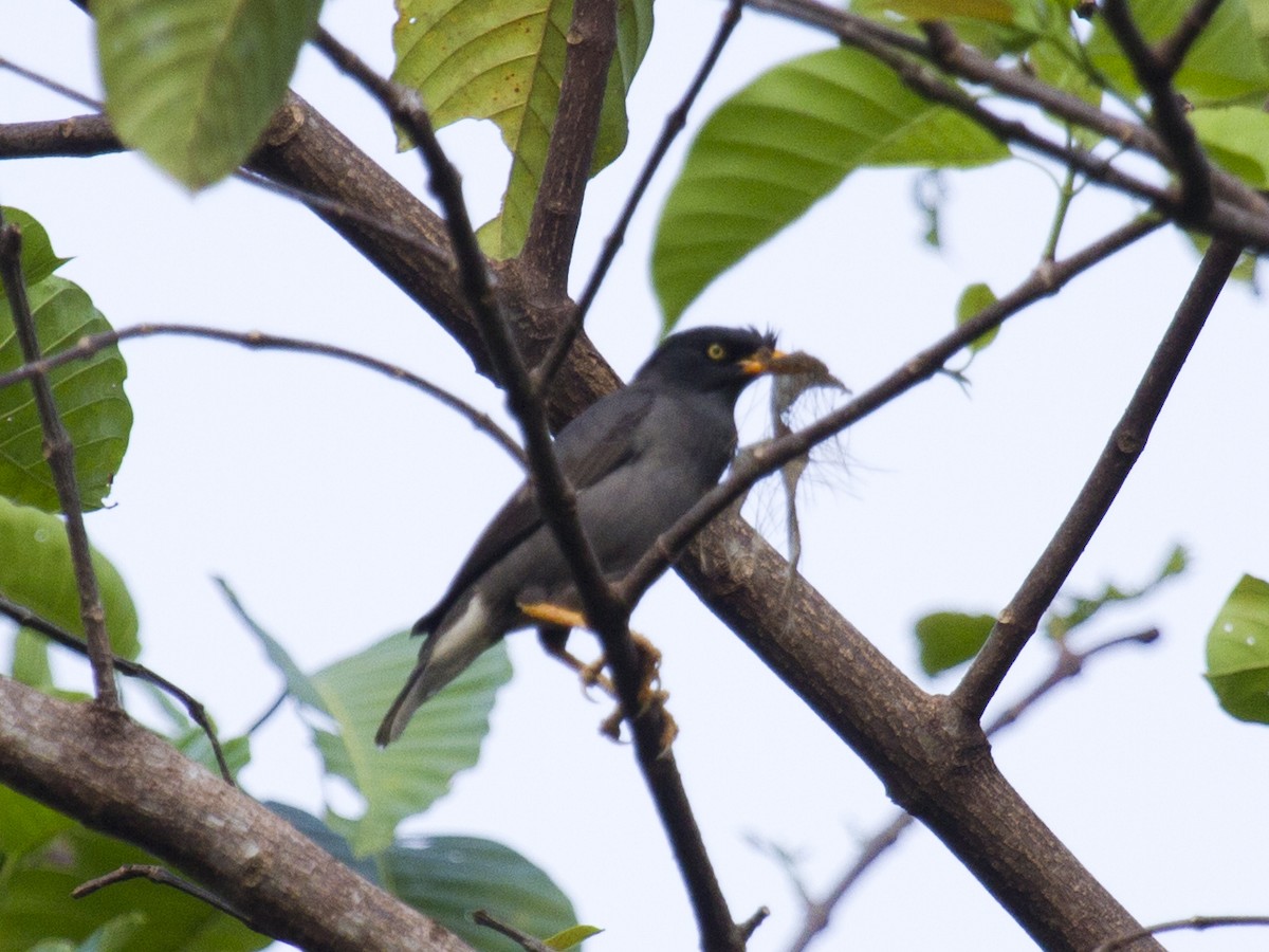 Javan Myna - ML646286760