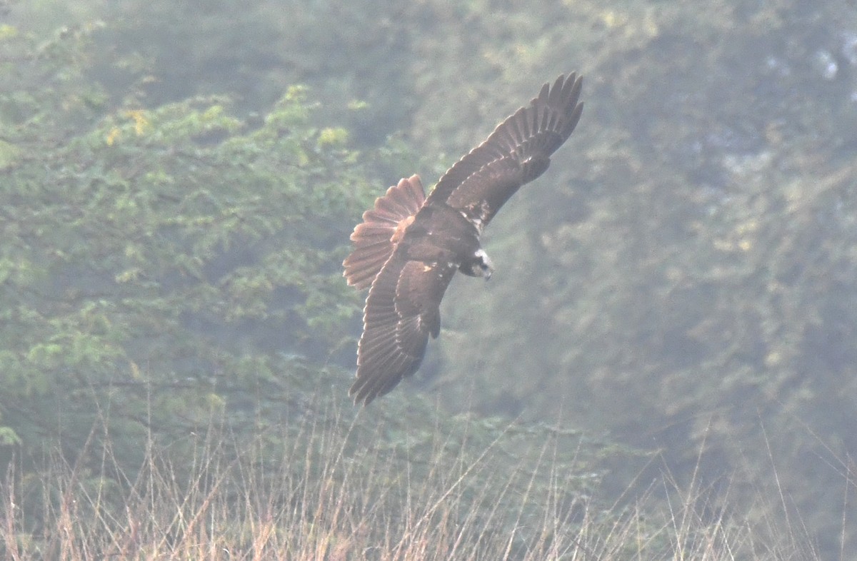Western Marsh Harrier - ML646286761