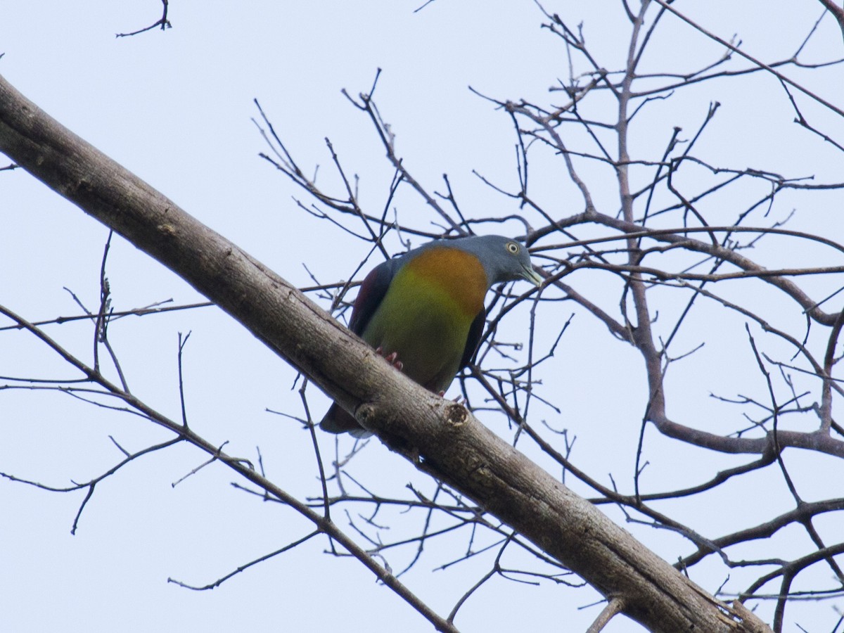 Little Green-Pigeon - ML646286762