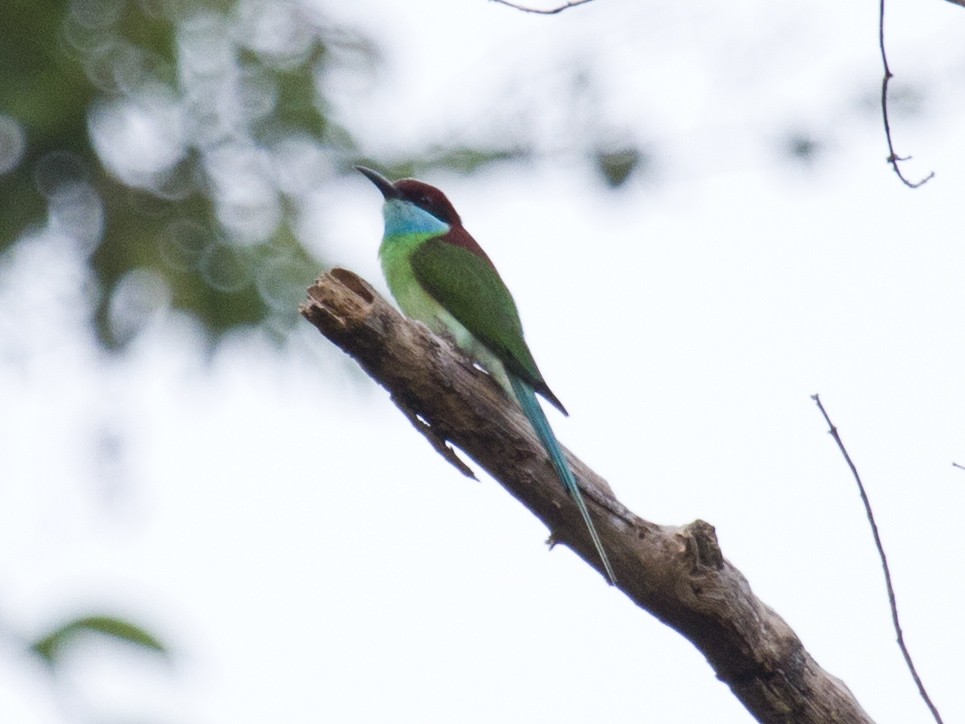 Blue-throated Bee-eater - ML646286763