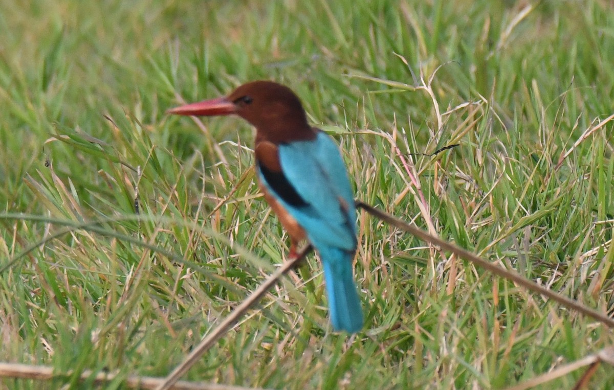 White-throated Kingfisher - ML646286764