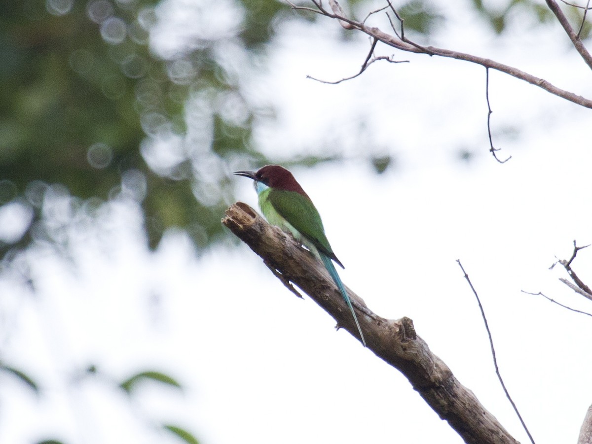 Blue-throated Bee-eater - ML646286765