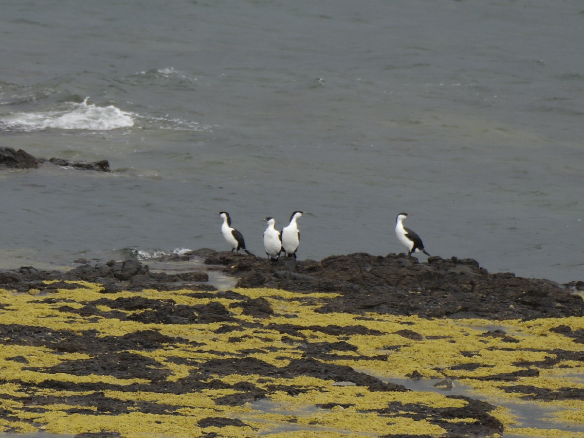 Black-faced Cormorant - ML646286766