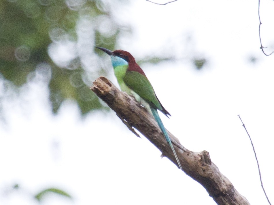 Blue-throated Bee-eater - ML646286767