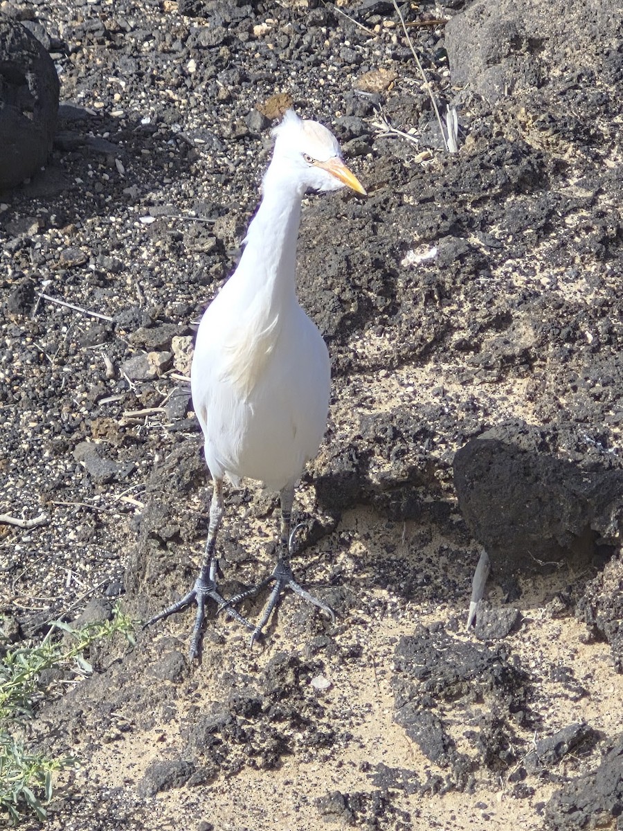 Western Cattle-Egret - ML646286768