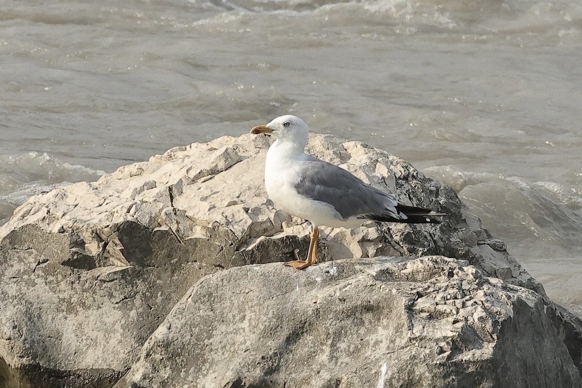 Yellow-legged Gull - ML646286769