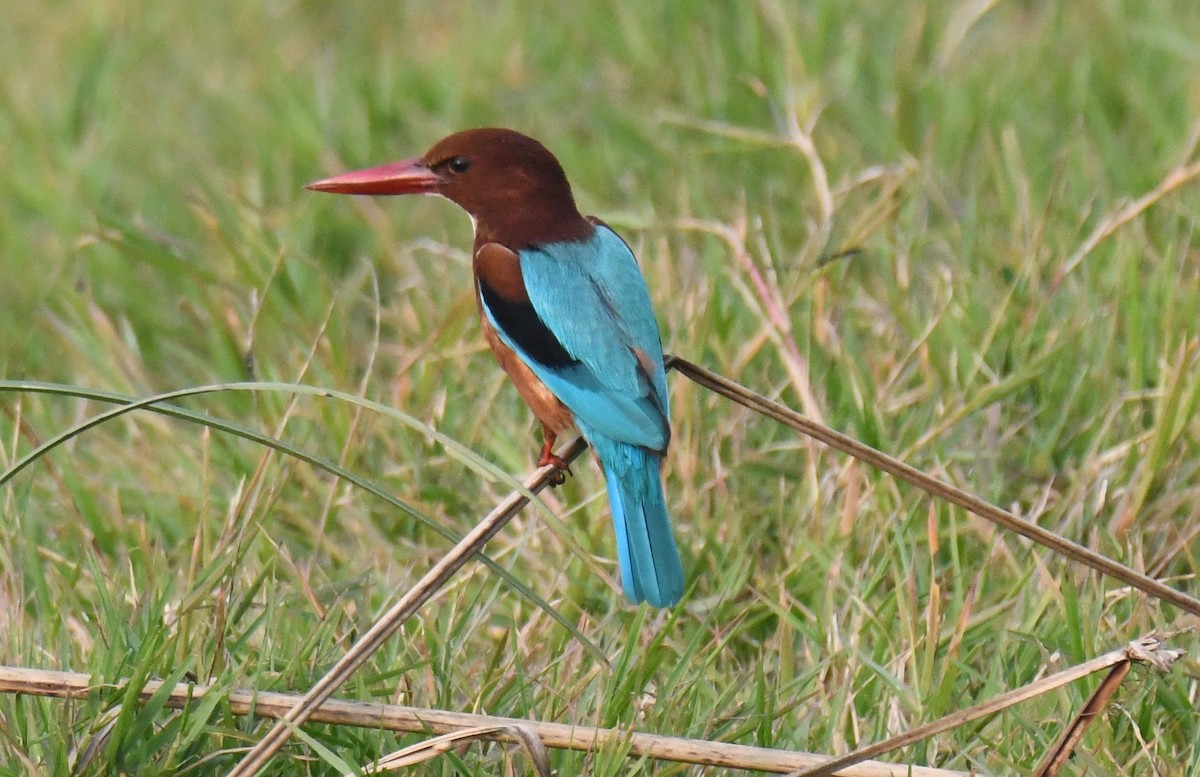 White-throated Kingfisher - ML646286770