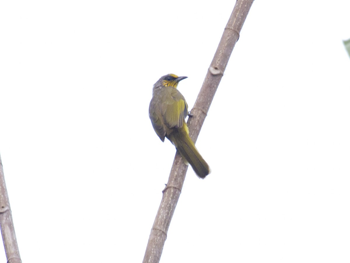 Stripe-throated Bulbul - ML646286771