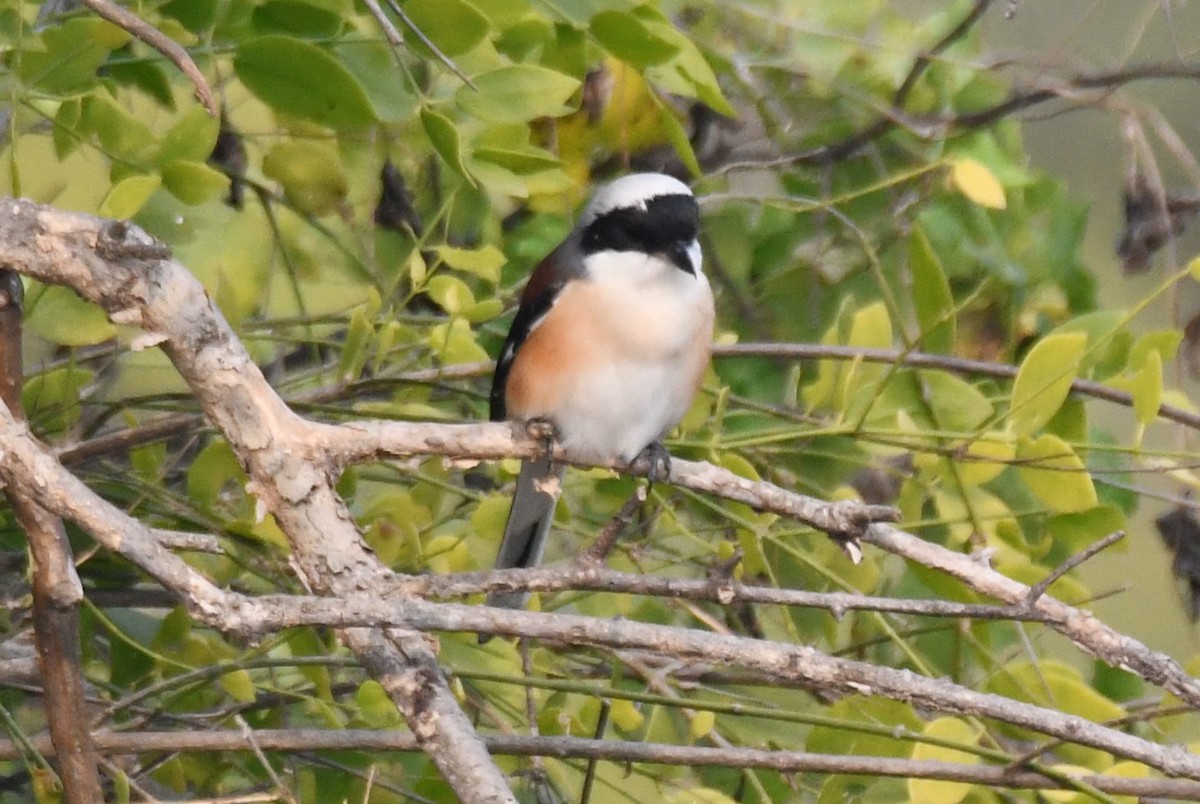 Bay-backed Shrike - ML646286772
